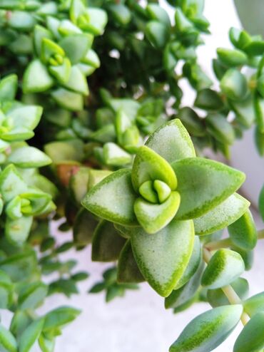 Otaq bitkiləri: Sukulənlər – müxtəlif növlər birbaşa qabda - Qab 1: Eyni qabda iki — 13