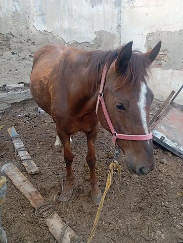 Лошади, кони: Продаю | Кобыла (самка) — 9