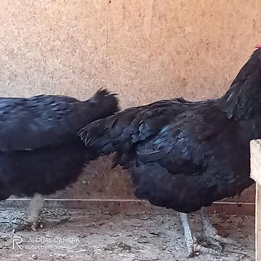 yumurtlayan toyuqlar satilir: Toyuq, Australorp, Yumurtalıq, Ünvandan götürmə, Ödənişli çatdırılma — 5