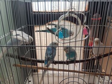 большая клетка для грызунов: Məhsul: Dalmatian və klassik rəng çalarlarında (ağ, mavi, göy-mavi)