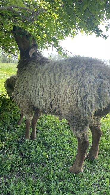 овцы каракол: Продаю | Баран (самец) | Гиссарская, Арашан | На забой, Для разведения, Для шерсти