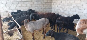 куры домашный: Продаю | Овца (самка) | На забой