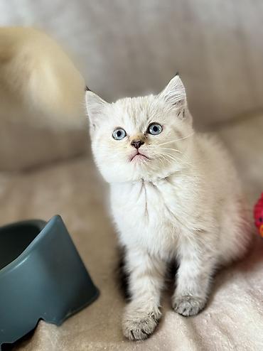 ragdoll: Dişi, Erkək, Yaxşı əllərə, Ödənişli çatdırılma, Ünvandan götürmə — 5
