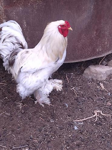 heratı xoruzlar: Xoruz, Brama, il: 2, Ünvandan götürmə — 2