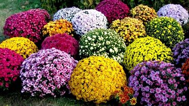 цветы беловодск: Семена и саженцы Самовывоз, Платная доставка