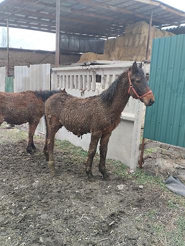 Лошади, кони: Продаю | Жеребенок | Полукровка | Рабочий | Племенные — 9