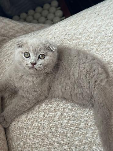 Кошки: Шотландская, В добрые руки — 5