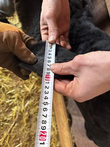 Баран, овца: Продаю | Овца (самка) | Для разведения — 14