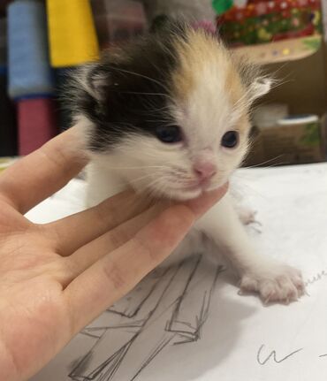 черная британская кошка: Кошка даром: Беспородная, 1 месяц, Девочка