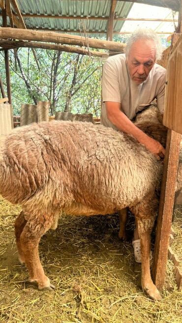 в какой приют можно отдать собаку: Продаю | Баран (самец) | Для разведения | Осеменитель