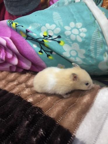 kiçik heyvanlar: Hamster – balaca ev heyvanı - Növ: hamster (gəmirici ev heyvanı) - — 2
