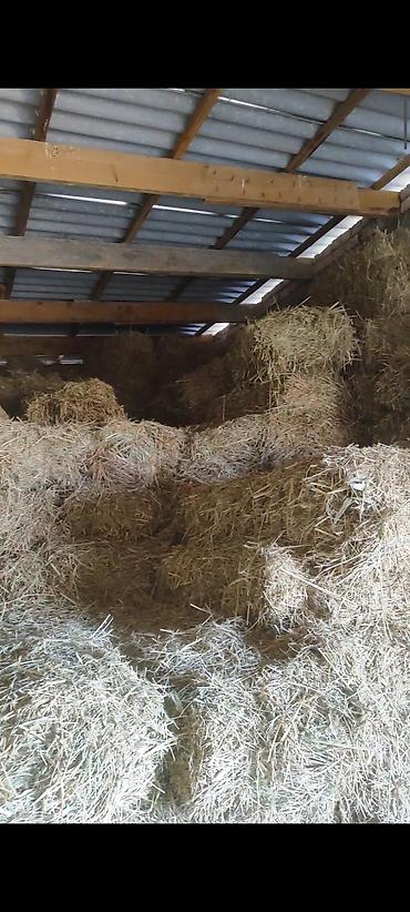 Корма для с/х животных: Сено в тюках

кастра с камышом 130 сом. 400-500 шт — 7