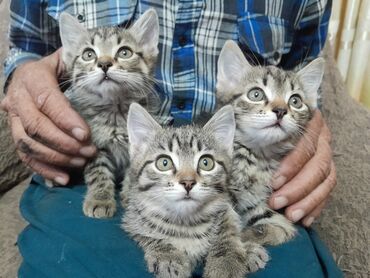 док собака: Отдаю котят в добрые руки г. Токмок тел: ;