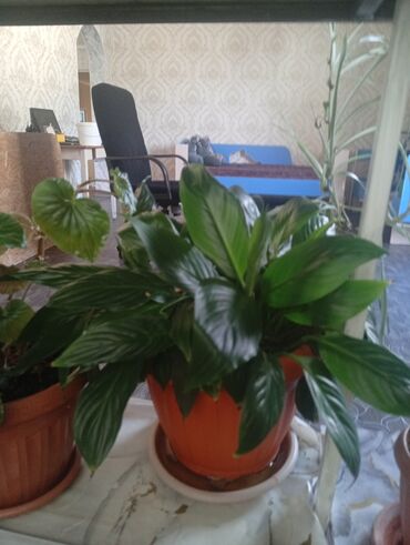 Другие комнатные растения: Представляем коллекцию комнатных растений, включающую несколько видов — 2