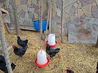 K/t heyvanları və malları: Toyuq, Yumurtalıq — 8