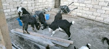 keçi heleb: Salam her kese.Heyvanlar boqazdilar.12 ana keçi 1 cepis ve bir