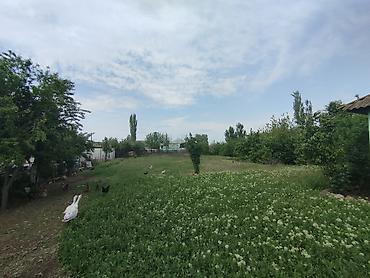 goycayda torpaq satilir: Kənd təsərrüfatı, Mülkiyyətçi, Kupça (Çıxarış) — 3