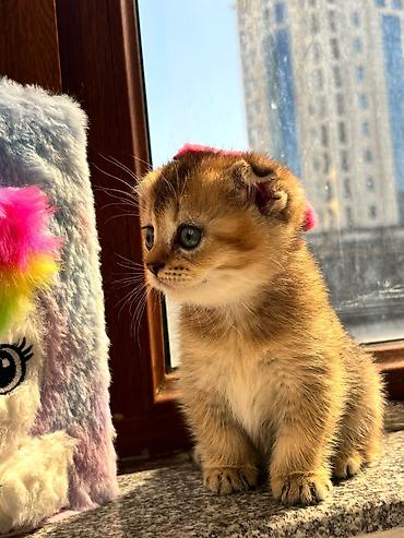 Кошки: Шотландская вислоухая — 8