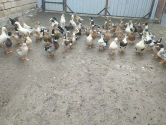 Ördəklər: İsdeye görə dəyişir .Müddəti isdeses təmizlənmiş de -da lalafo.az — 10 Ördəklər: İsdeye görə dəyişir .Müddəti isdeses təmizlənmiş de — 10