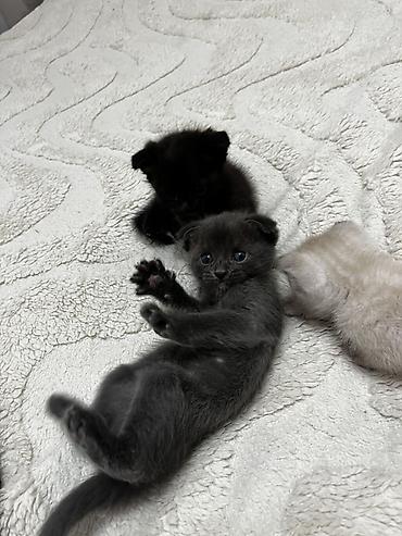 манчкин котята: Котята, домашние - Милые малыши с короткой плюшевой шерстью: есть — 9