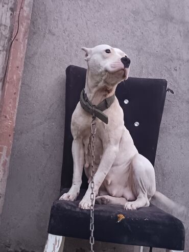 İtlər: Ağ rəngli, əzələli, orta-böyük ölçülü it. Qısa tüklü, qulaqları kəsik — 1