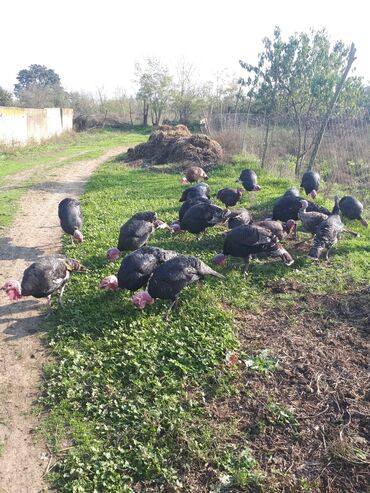 kənd colpası satışı: Erkək, Damazlıq, Ünvandan götürmə