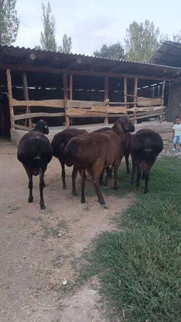 Бараны, овцы: Продаю | Баран (самец) | Эдильбаевская | Для разведения | Племенные — 2