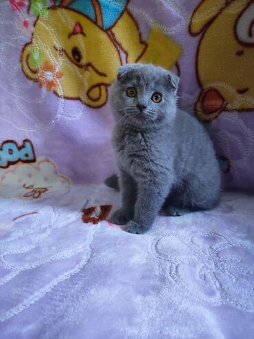 скоттиш фолд шотландская вислоухая кошка: Питомник шотландской породы выставляет на продажу котенка голубого