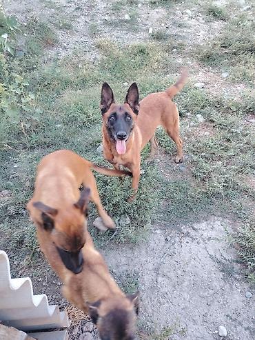 qala cinsi qoyun satilir: Belçika çoban iti, 5 ay, Erkək, Peyvəndli, Pulsuz çatdırılma — 5
