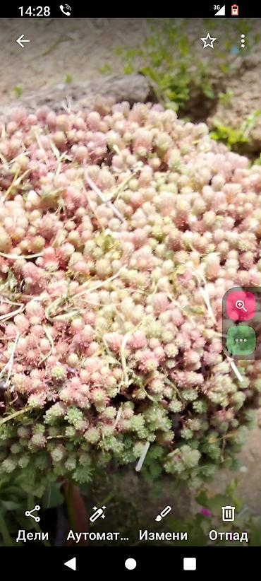 Ostale kućne biljke: Sobne i ukrasne biljke u saksijama – više vrsta - Syngonium — 11