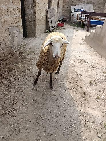 damazliq qoyunlar: Sağlam ereky toğlu kesime damazliqa super ekiz taydi kesimle de verə — 2