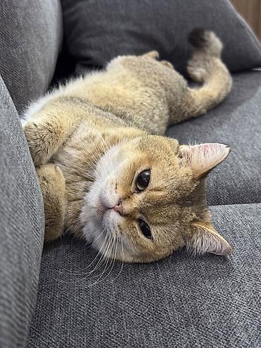 Кошки: Шиншилла, Самец, В добрые руки — 2