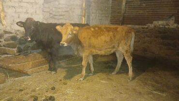 bmw 3 серия 330xd at: 2 baş dişi danalar satılır,bir başı 1200 manatdı. Ünvan Şəki: Əlaqə