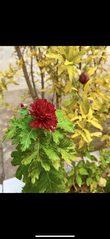 Günlük kirayə evlər: 300 kv. m, 8 otaq, Qaz — 18