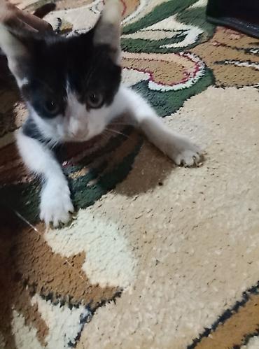 cat litter: Котята даро хорошие — 4
