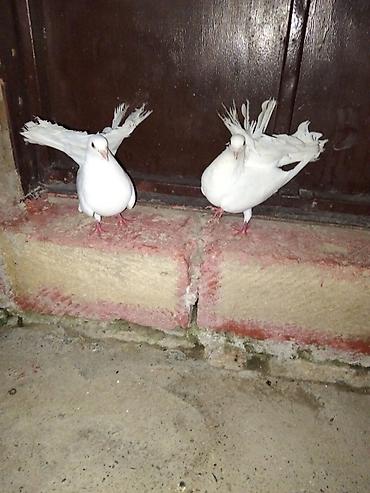 göyercin yuvası: Məhsul: Ağ quyruqlu bəzək göyərçinləri (cüt) Təsvir: - Tam ağ rəngli — 1