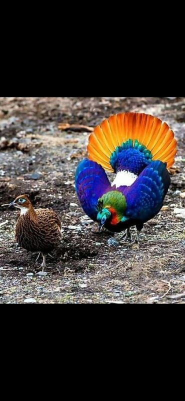 котёнка в добрые руки: Rəngarəng bəzəkli quş – ehtimal ki, monal/pheasant tipli nadir