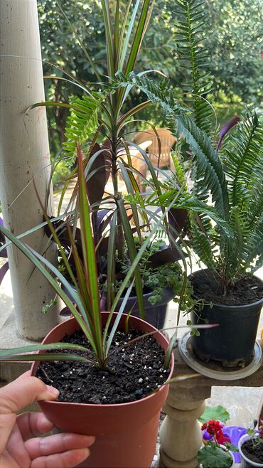 Otaq bitkiləri: Butun guleri endirimnen satiram ancag xanimlara satiw olur cox gul — 7