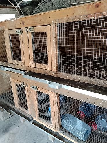 продажа птиц в баку: İki mərtəbə dord gozlu qəfes satilir.Dovsan bildircin goyərcin və s — 1
