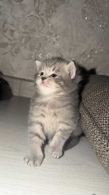 самоед щенок цена: 🐾 Продаются милые пушистые котята! 😻 Ищем любящих и заботливых хозяев — 6