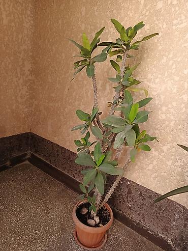 Молочай Милла (Euphorbia milii), крупный комнатный экземпляр в горшке