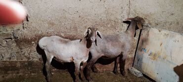 овцы токмок: Продаю | Ягненок, Баран (самец) | Гиссарская, Арашан | На забой