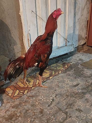 Xoruzlar: Xoruz, il: <1, Ödənişli çatdırılma — 2