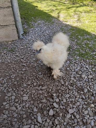 Toyuqlar: Toyuq, Damazlıq, Ünvandan götürmə — 10