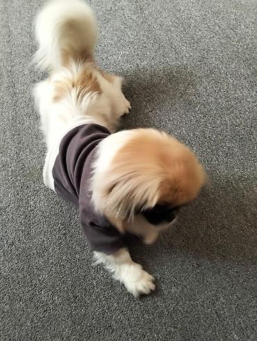 ağ itlər: Pekines, 1 il, Dişi, Ünvandan götürmə — 6
