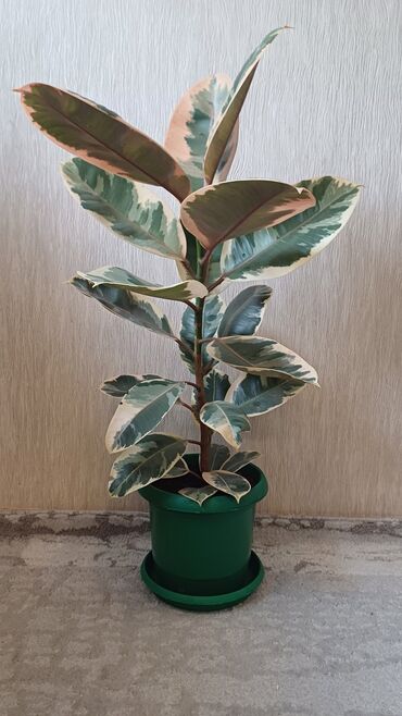 Фикусы: Фикус эластика. Триколор. - Высота растения: примерно 60–70 см от — 4