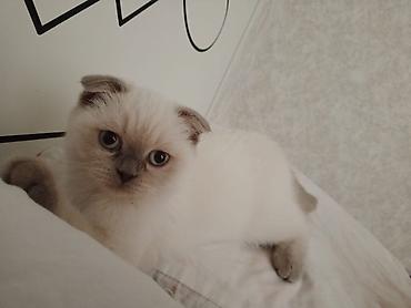 Кошки: Шотландская вислоухая, Самец, Самка, В добрые руки, Платная доставка, Самовывоз, Доставка в районы — 2