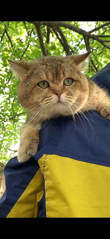 вязку: Вязка кошек ! Не продажа ! Шикарный клубный котик Шотландский — 6