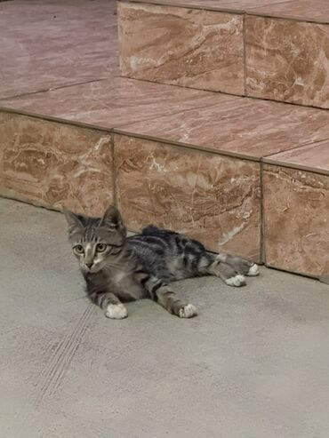 фландр кролик купить: Котёнок полосатый (серый табби) с белыми носочками и грудкой