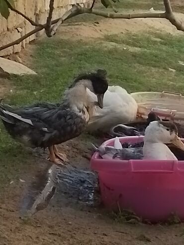 Ördəklər: Ev şəraitində bəslənən ördəklər - Növ: məişət üçün saxlanılan — 9